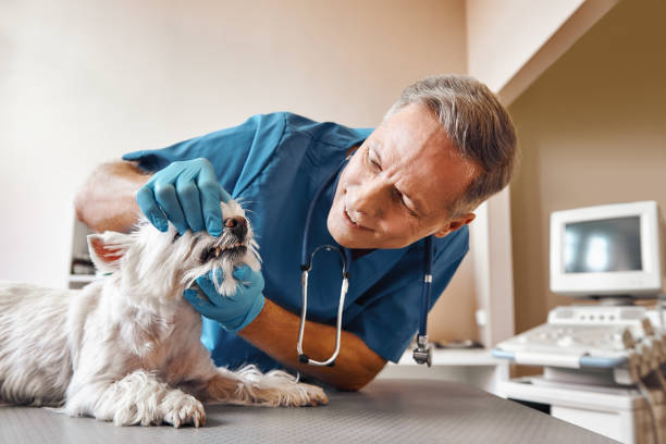 Best Knocked-Out Tooth (Avulsed Tooth) Treatment in Johnsonburg, PA